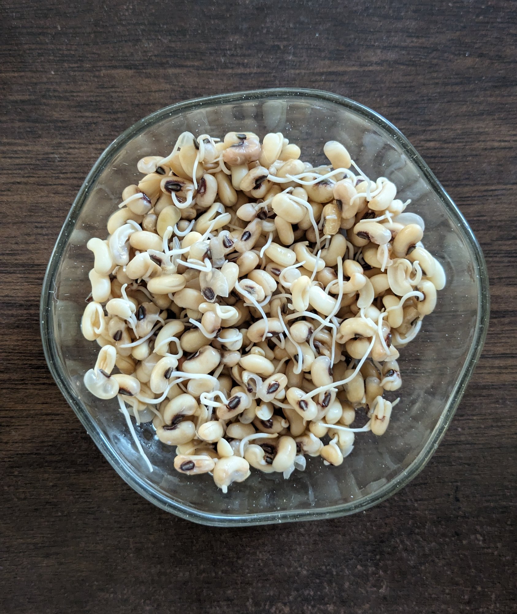 Sprouted Cow Peas